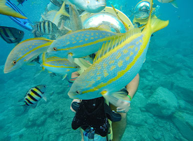 Diamond Reef Snorkeling